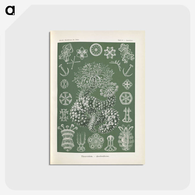 2-75_Ernst-Haeckel_postcard
