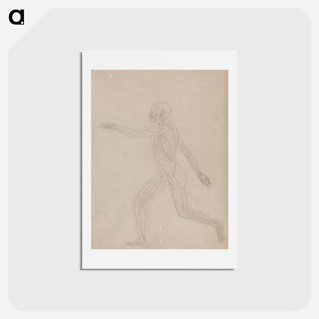 アートポストカード-Human Figure, Lateral View
 - ジョージ スタッブス Postcard.