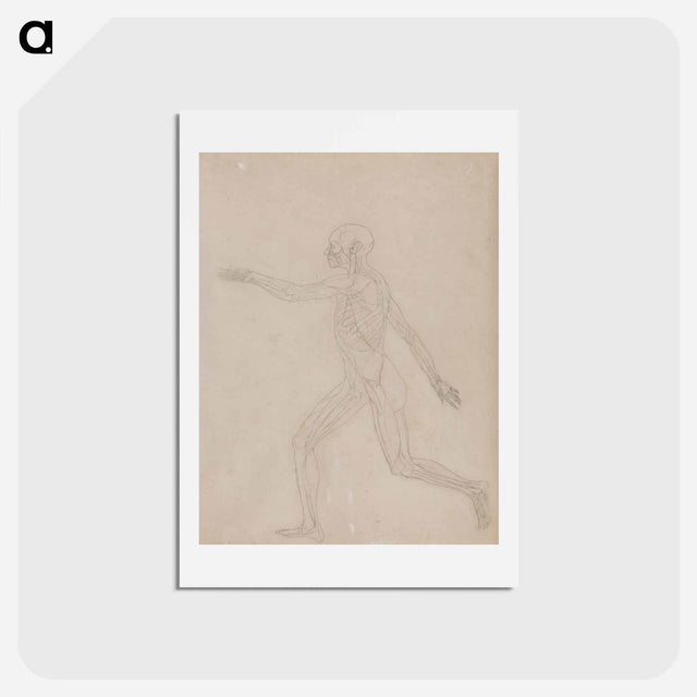 アートポストカード-Human Figure, Lateral View
 - ジョージ スタッブス Postcard.