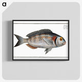 2-75_Ichtyologie-ou-Histoire-naturelle_blk-crop