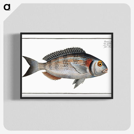 2-75_Ichtyologie-ou-Histoire-naturelle_blk-crop
