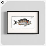 2-75_Ichtyologie-ou-Histoire-naturelle_blk