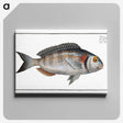 2-75_Ichtyologie-ou-Histoire-naturelle_canvas