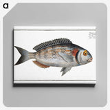 2-75_Ichtyologie-ou-Histoire-naturelle_canvas