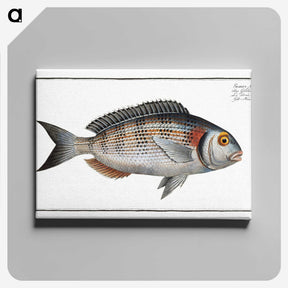2-75_Ichtyologie-ou-Histoire-naturelle_canvas