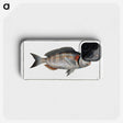 2-75_Ichtyologie-ou-Histoire-naturelle_phone