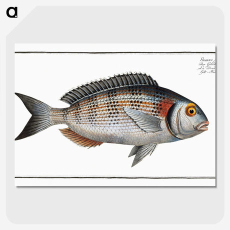 2-75_Ichtyologie-ou-Histoire-naturelle_picture-crop