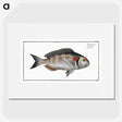 2-75_Ichtyologie-ou-Histoire-naturelle_picture