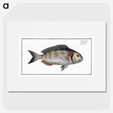 2-75_Ichtyologie-ou-Histoire-naturelle_picture