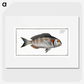 2-75_Ichtyologie-ou-Histoire-naturelle_picture