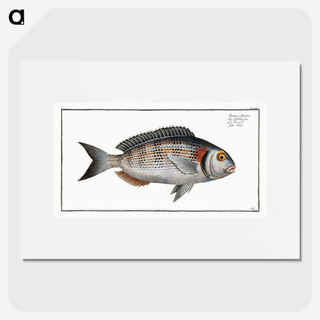 2-75_Ichtyologie-ou-Histoire-naturelle_picture
