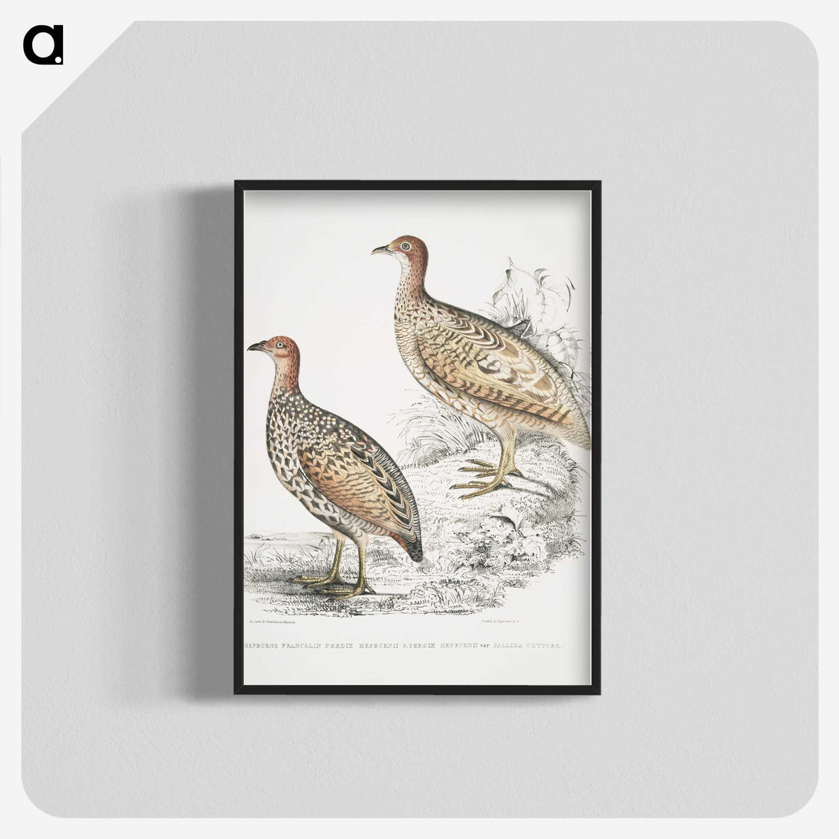 2-75_Indian-Zoology_blk-crop