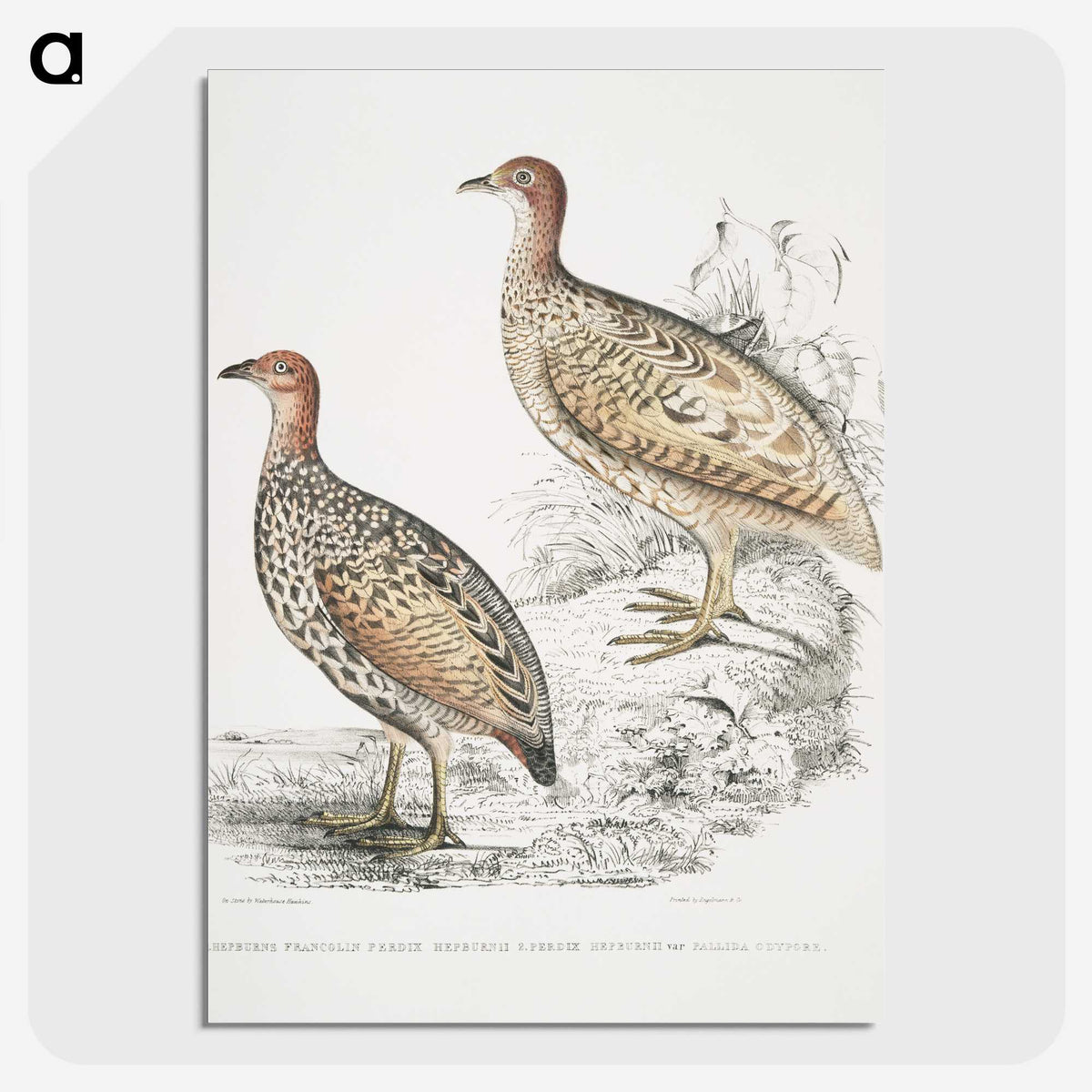 2-75_Indian-Zoology_picture-crop