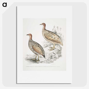 2-75_Indian-Zoology_picture