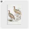 2-75_Indian-Zoology_postcard