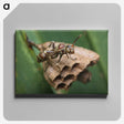 2-75_Insects-Unlocked-Project_canvas