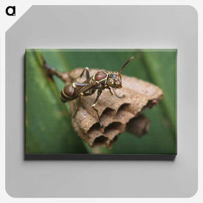 2-75_Insects-Unlocked-Project_canvas