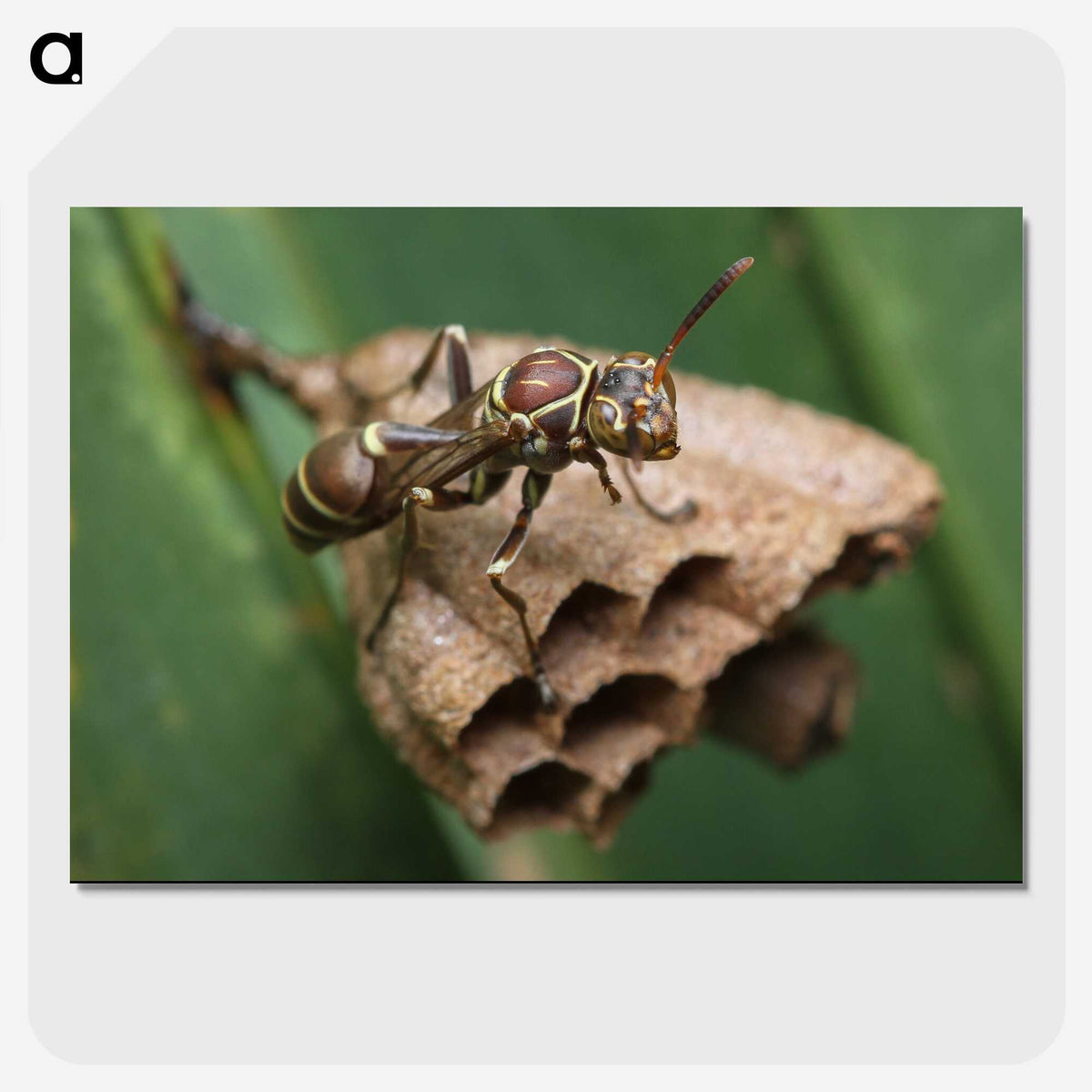 2-75_Insects-Unlocked-Project_picture-crop