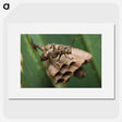 2-75_Insects-Unlocked-Project_picture