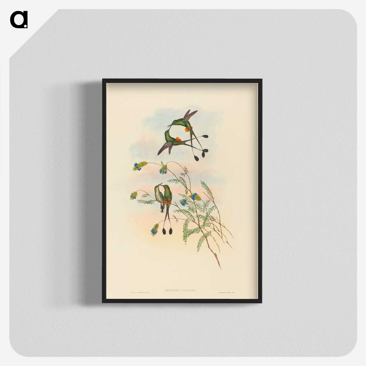2-75_John-Gould_blk-crop