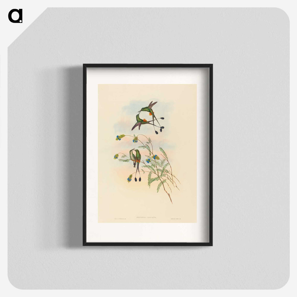 2-75_John-Gould_blk