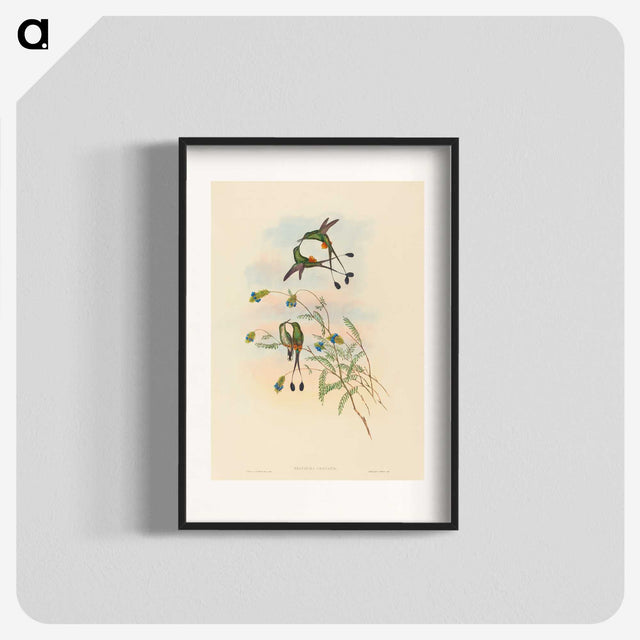 2-75_John-Gould_blk