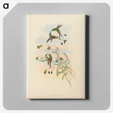 2-75_John-Gould_canvas