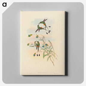2-75_John-Gould_canvas