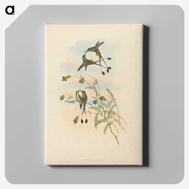2-75_John-Gould_canvas