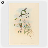 2-75_John-Gould_picture-crop