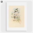 2-75_John-Gould_picture