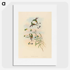 2-75_John-Gould_picture