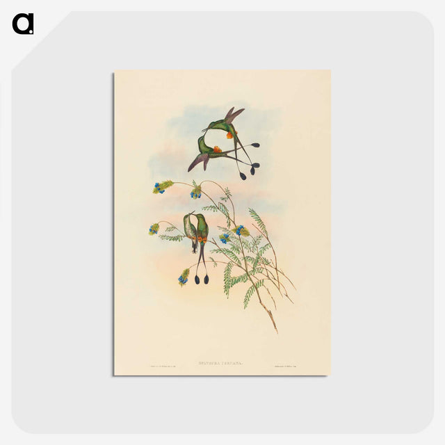 2-75_John-Gould_postcard