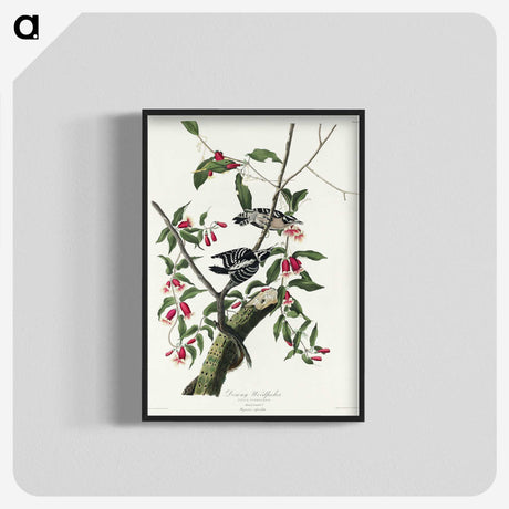 2-75_John-James-Audubon_blk-crop