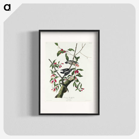 2-75_John-James-Audubon_blk