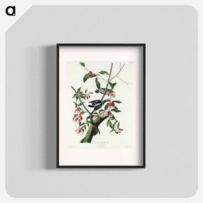 アートポスター-Downy Woodpecker
 - ジョン ジェームス オーデュボン Poster.