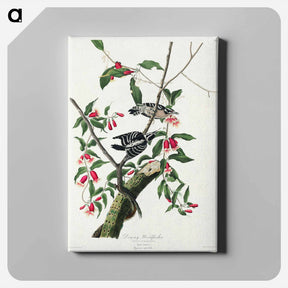 アートパネル-Downy Woodpecker
 - ジョン ジェームス オーデュボン Canvas.