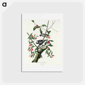 アートポストカード-Downy Woodpecker
 - ジョン ジェームス オーデュボン Postcard.