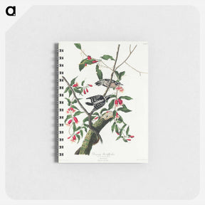 アートメモ帳-Downy Woodpecker
 - ジョン ジェームス オーデュボン Memo.