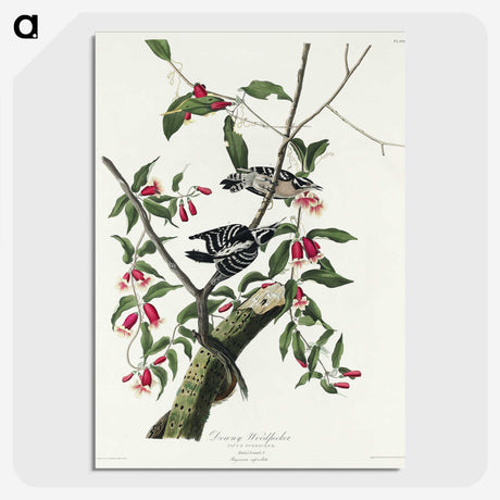 2-75_John-James-Audubon_picture-crop
