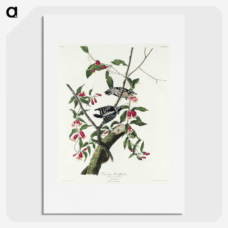 2-75_John-James-Audubon_picture