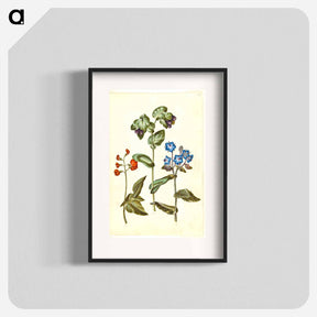 アートポスター-Phaseolus coccineus; Cerinthe major; Borago officinalis
 - マリア ジビーラ メーリアン Poster.