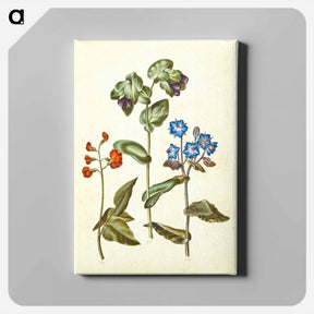 アートパネル-Phaseolus coccineus; Cerinthe major; Borago officinalis
 - マリア ジビーラ メーリアン Canvas.