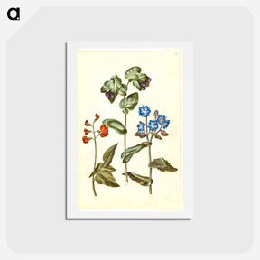 アートポストカード-Phaseolus coccineus; Cerinthe major; Borago officinalis
 - マリア ジビーラ メーリアン Postcard.