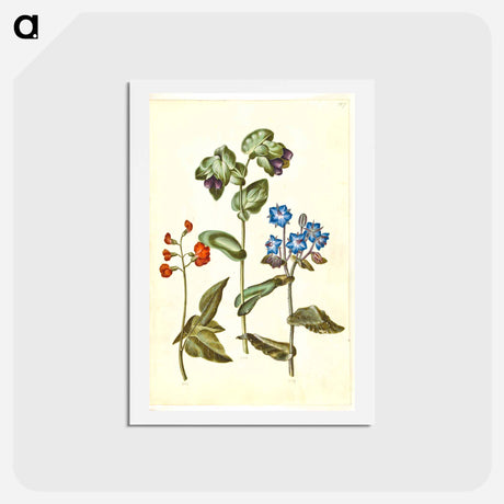 アートポストカード-Phaseolus coccineus; Cerinthe major; Borago officinalis
 - マリア ジビーラ メーリアン Postcard.