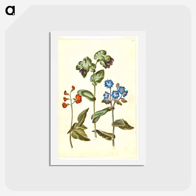 アートポストカード-Phaseolus coccineus; Cerinthe major; Borago officinalis
 - マリア ジビーラ メーリアン Postcard.