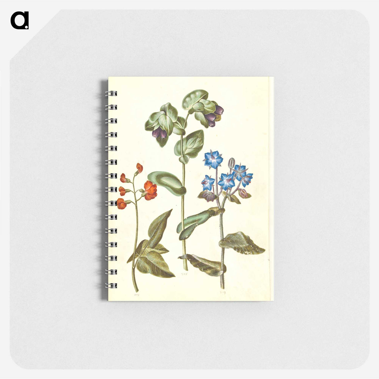 2-75_Maria-Sibylla-Merian_memo
