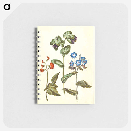 アートメモ帳-Phaseolus coccineus; Cerinthe major; Borago officinalis
 - マリア ジビーラ メーリアン Memo.