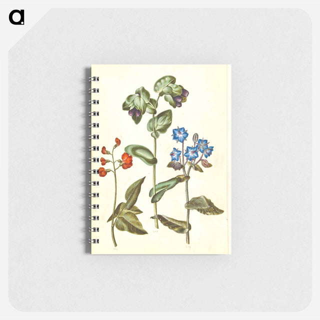 アートメモ帳-Phaseolus coccineus; Cerinthe major; Borago officinalis
 - マリア ジビーラ メーリアン Memo.