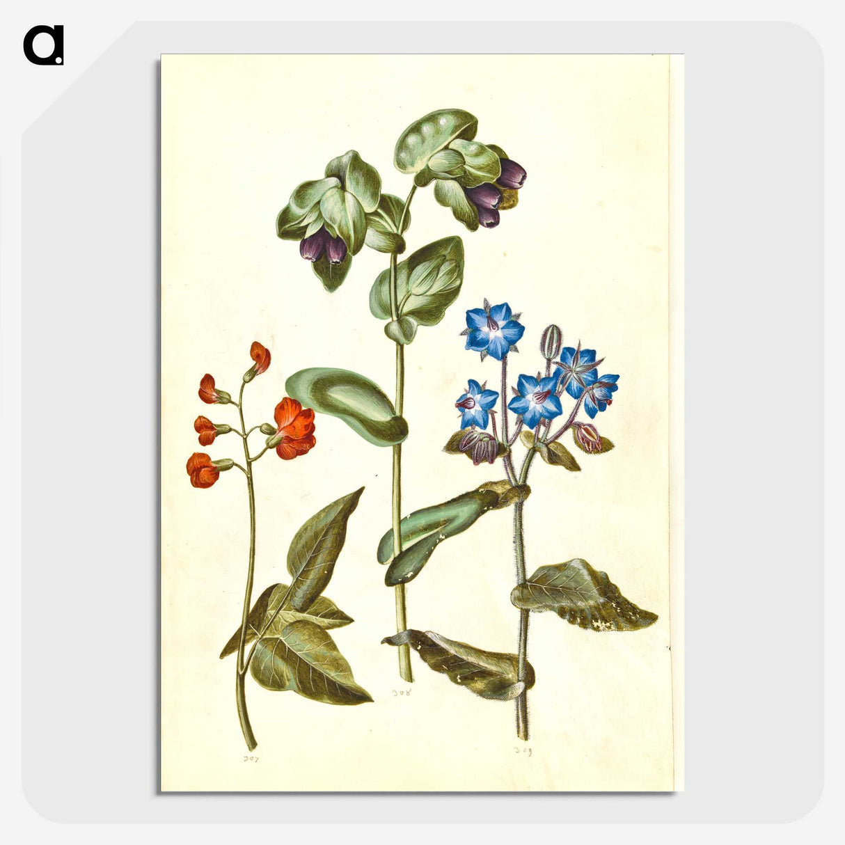2-75_Maria-Sibylla-Merian_picture-crop